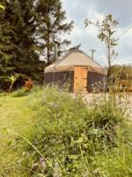 Ragwort Yurt
