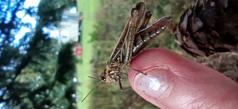 Wharton Shepherd's Hut