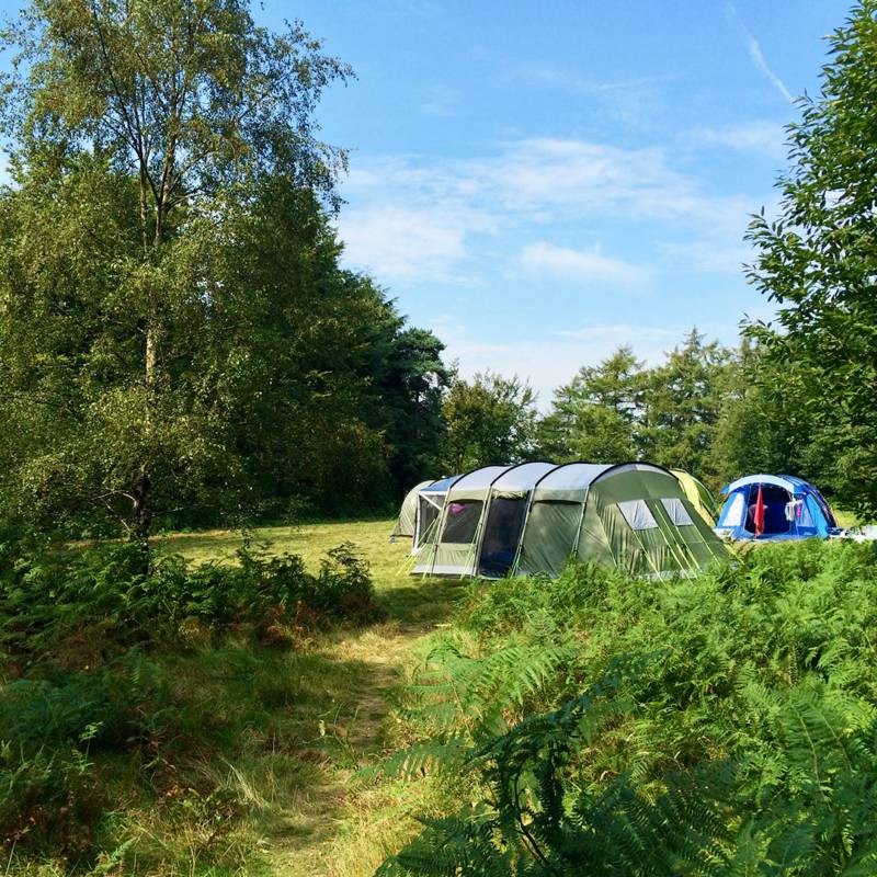 Woodland Meadow Large Pitch