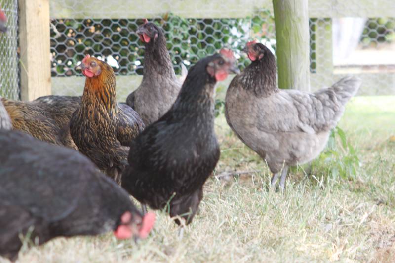 Silverbird Airstream Caravan