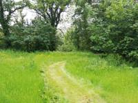 Woodland Edge (tent/campervan pitch)