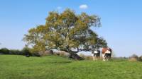 The Ryeland Retreat,