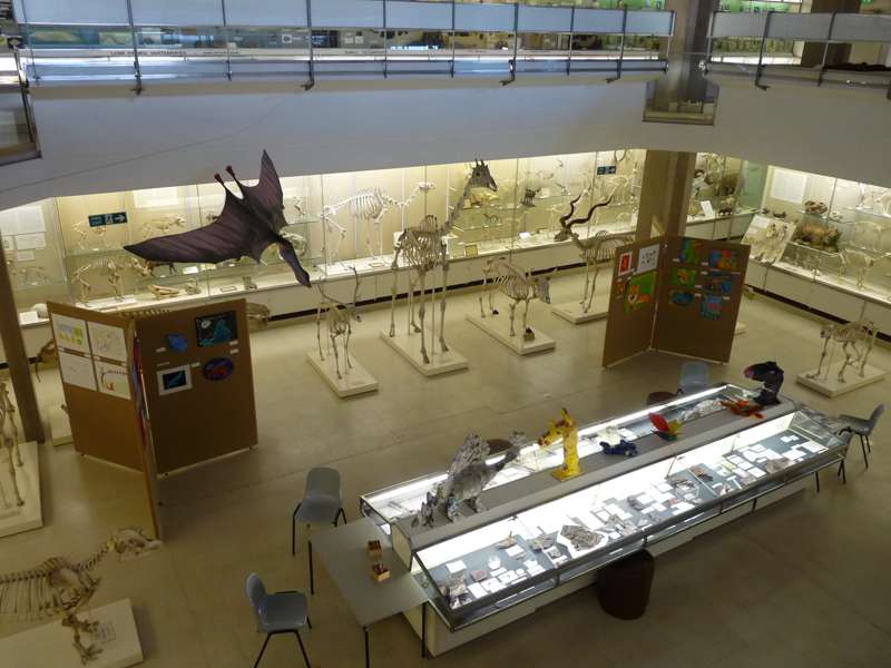 University Museum of Zoology