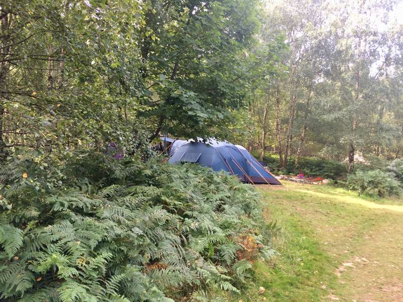 Forest Tent Pitch
