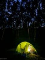 Forest Tent Pitch