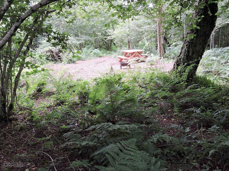 Bluebell Woodland Pitch