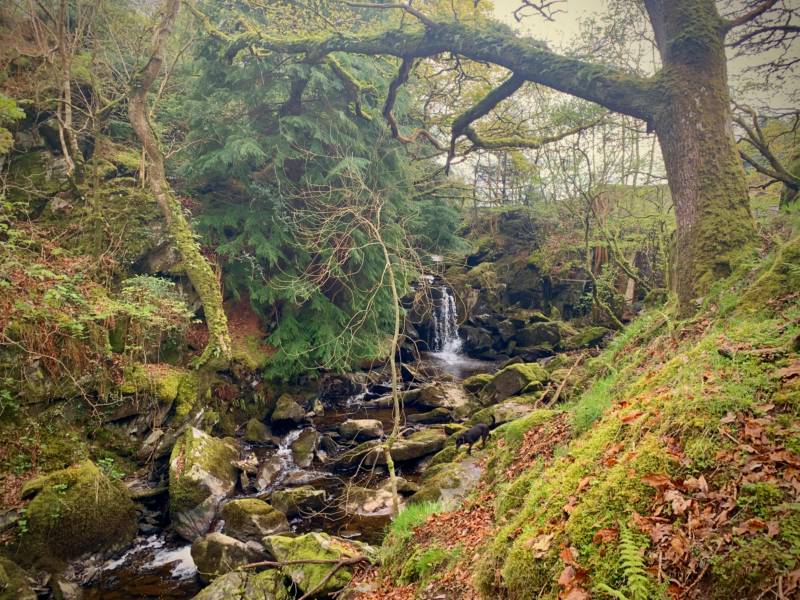 Ty Crwn Bach Idris - Yurt