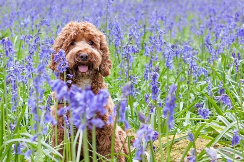 English Country Garden
