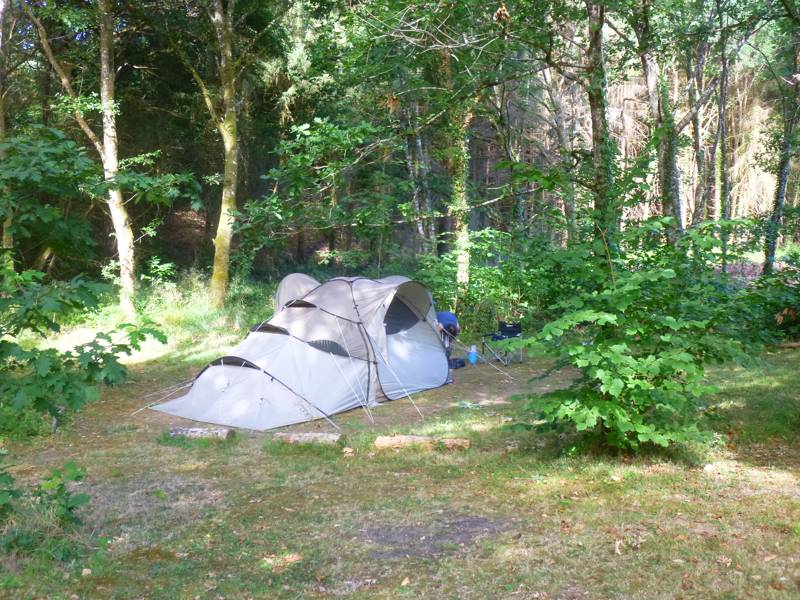 Woodland tent pitch