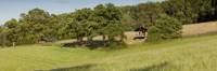 Lapwing Safari Tent
