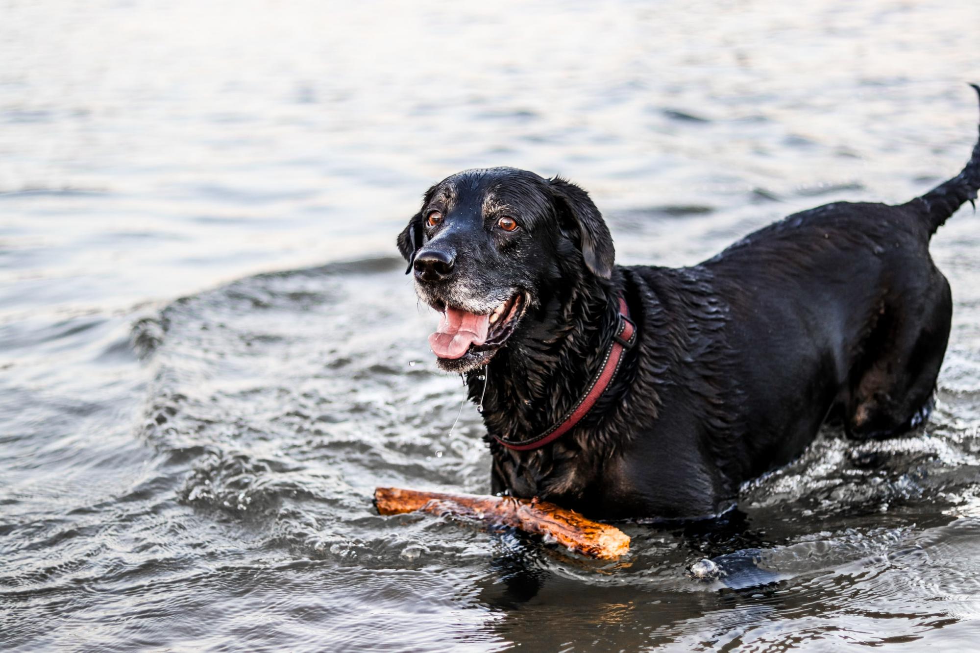Dog-friendly campsites in the Cotswolds | Pet-friendly camping in the Cotswolds, UK
