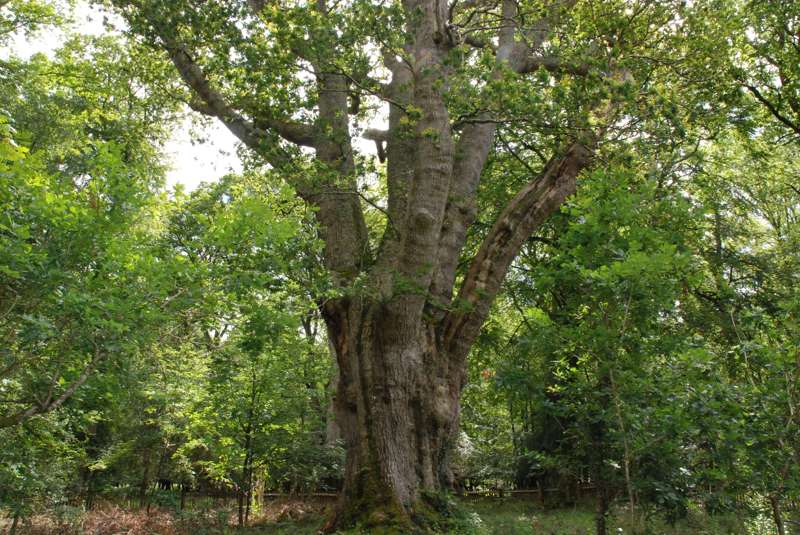 The Knightwood Oak