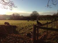 Grass Pitch