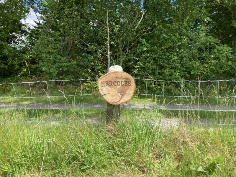 HERCULES (Tent Pitch)