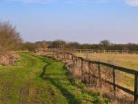 Marsh Harrier pod