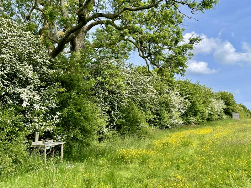 Camping Meadow - Pitch 9
