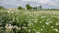 Standard Grass Pitch