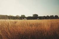 Meadow pitch