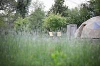 'The Hive'  Geo Dome