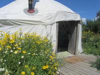 Yurt Oak