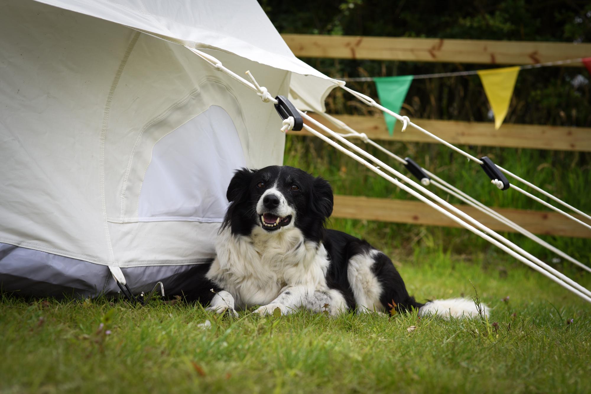 Dog-friendly campsites in Norfolk