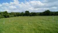 Wild Grass