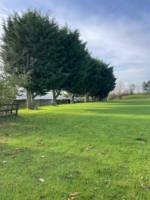 Meadow Grass Electric