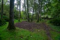 Woodland Tent Pitch 5 (3.5m x 3.5m)