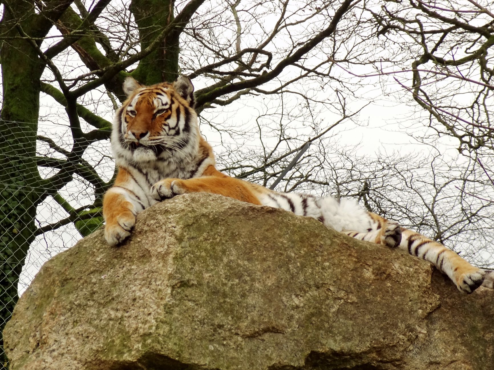 Tiger at Dartmoor Zoo