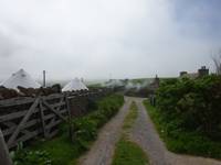 Dandelion Bell Tent