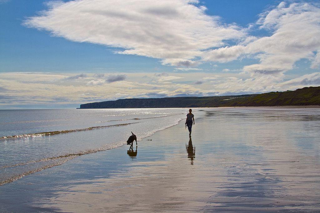 Dog-Friendly Camping in Whitby | Pods, campsites with dogs allowed