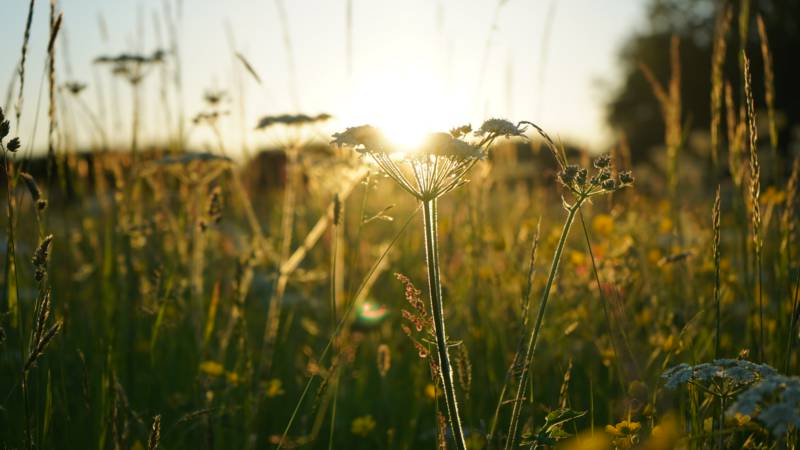 5m Bell Tent 'Ladybird'