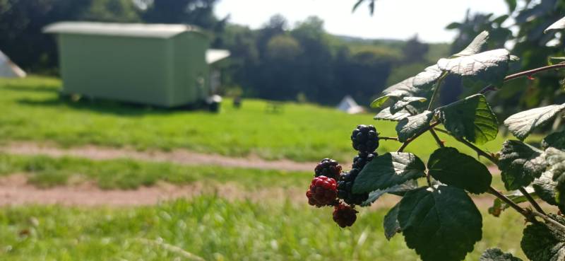Wharton Shepherd's Hut