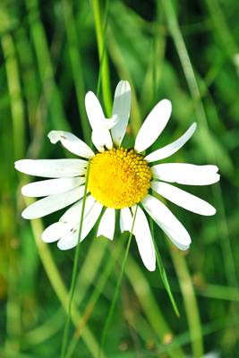 La Petite Maison Cottage