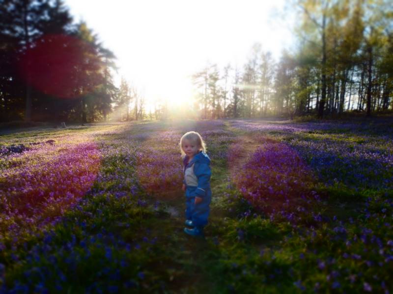 Woodland Meadow Large Pitch