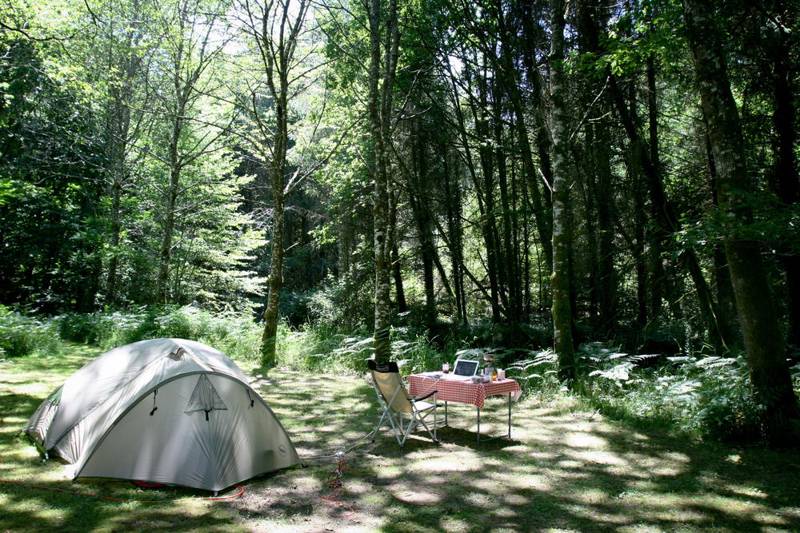 Woodland tent pitch