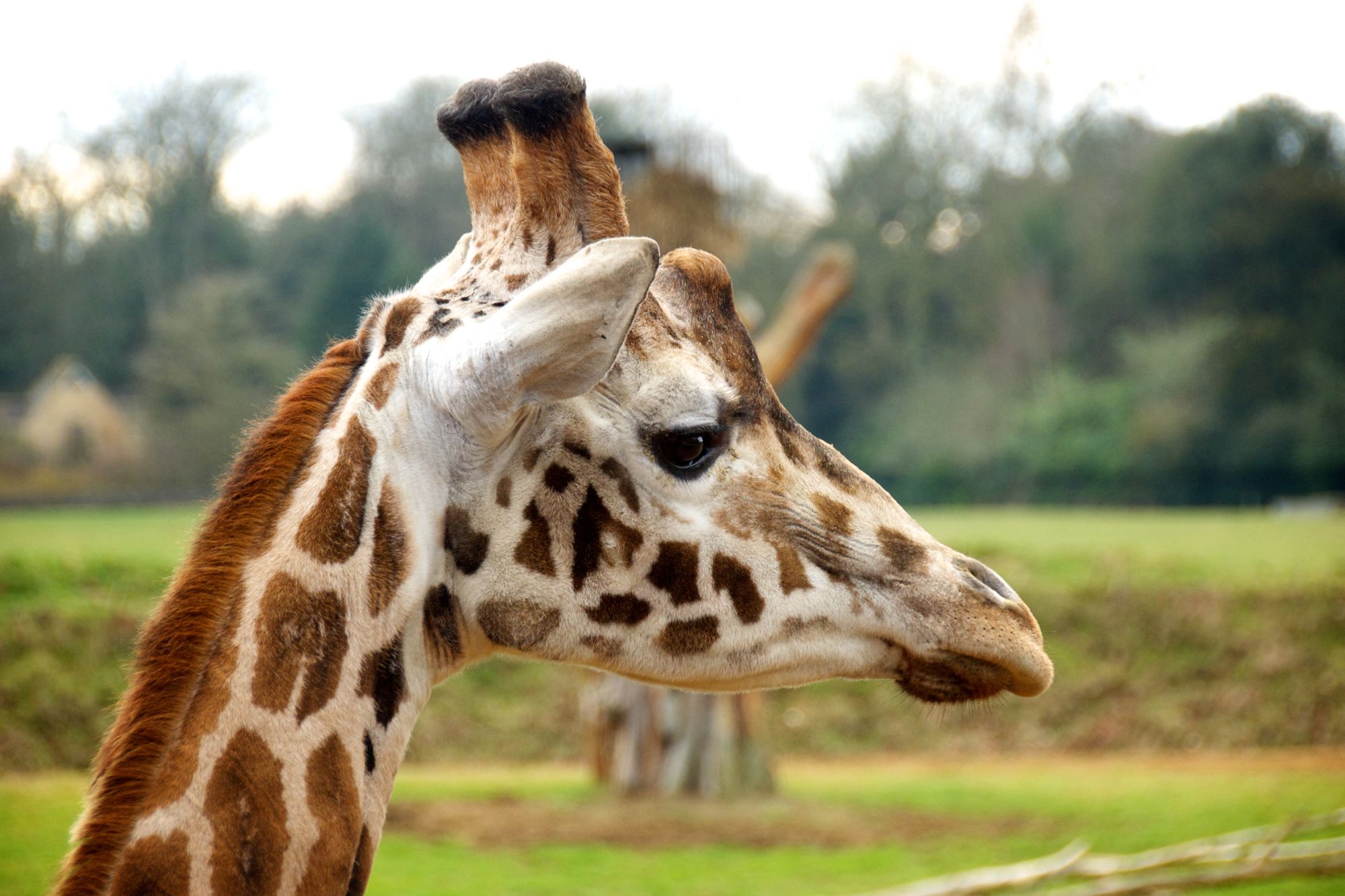 cotswold-wildlife-park