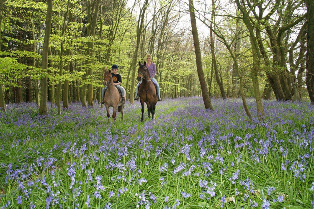 Hotels, Cottages, B&Bs & Glamping in the New Forest