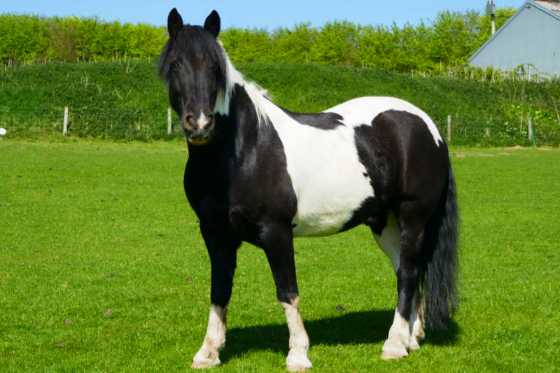 Crinkly Cabin with Sauna and Hot Tub