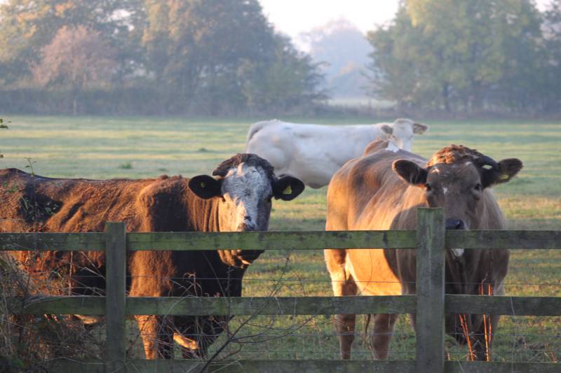 Lakeside Nuthatch Cabin