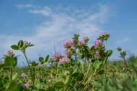 Clover Fields Camping Pitch Sleeps 6