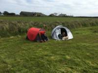 Long Field - Tent Pitch 21